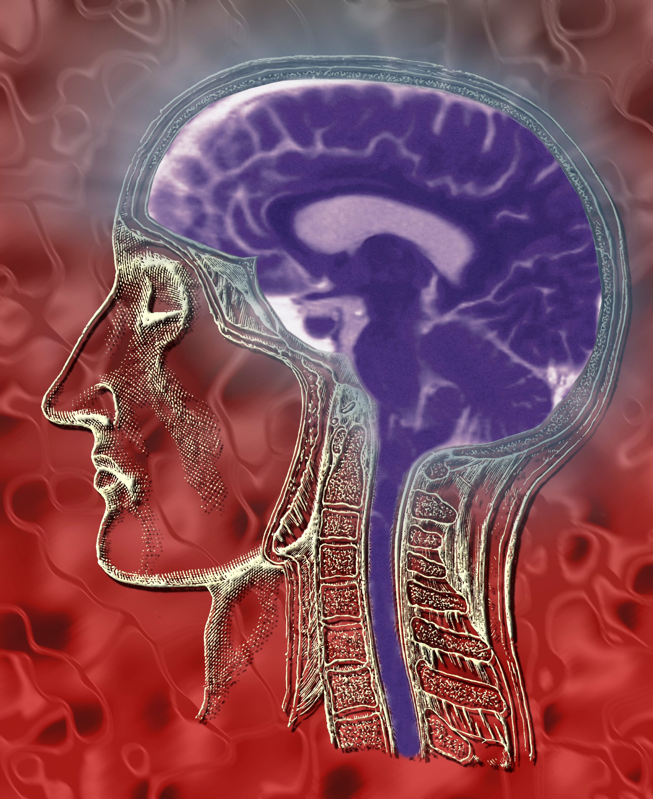 Human Brain